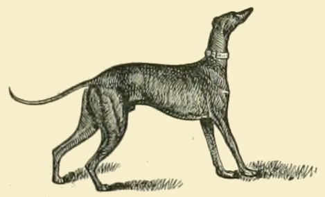 Greyhound_Drawing