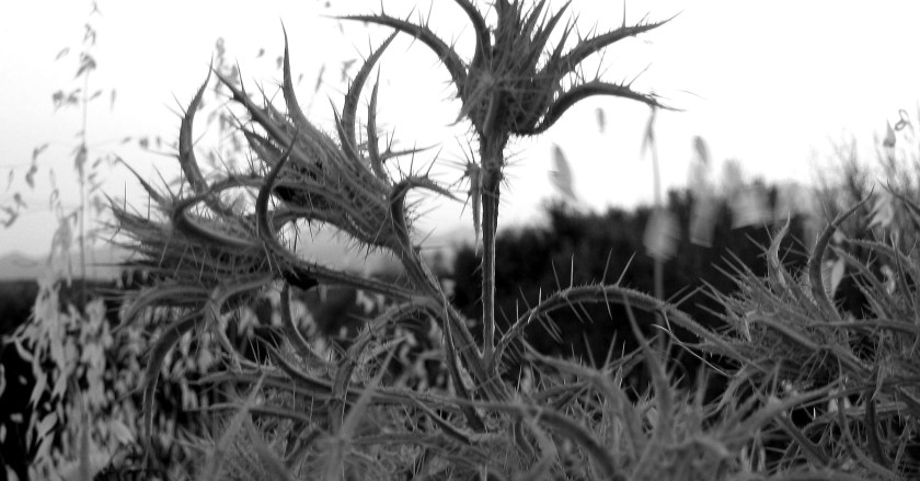 B+W thistles