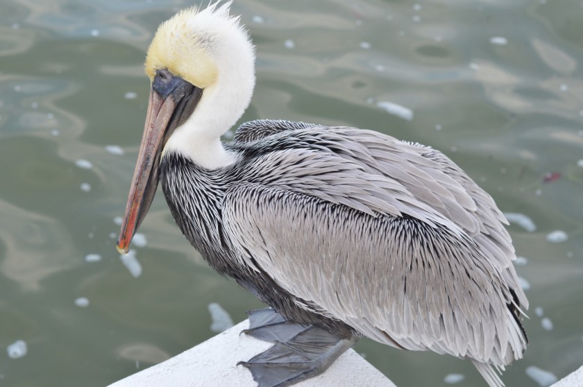 photo pelican