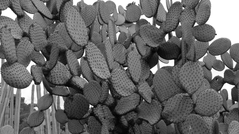 Cactus leaves